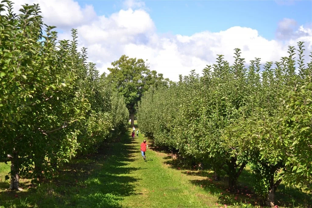 Apple trees in the backyard and the clear sky showing in the background.