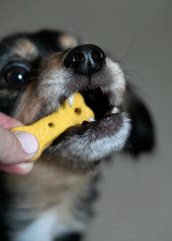Crunchy Gluten Free Dog Treats