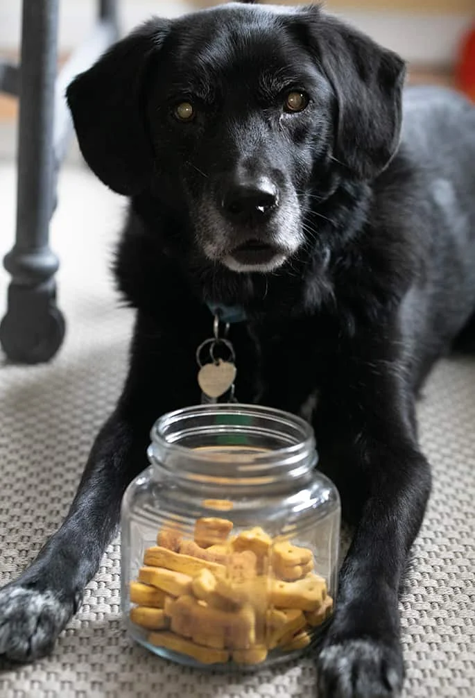 Image of Friday the dog guarding his gluten free dog treats.